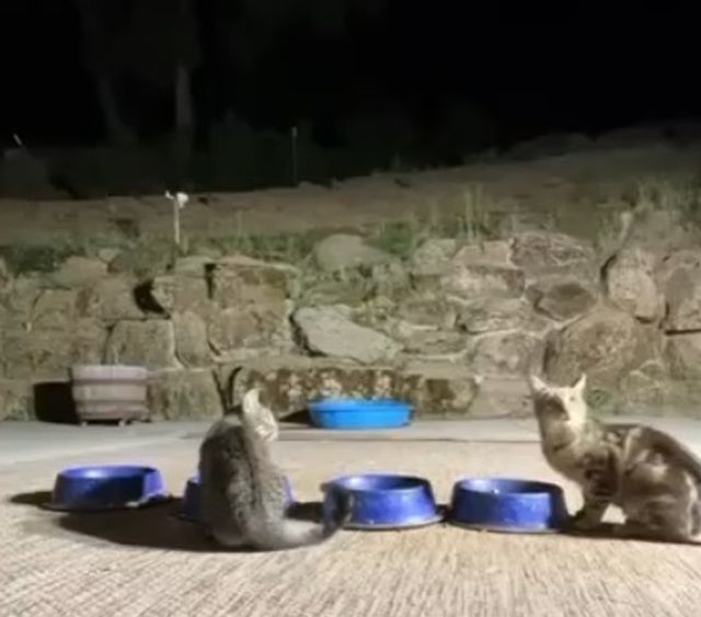 коты пьют воду из мисок