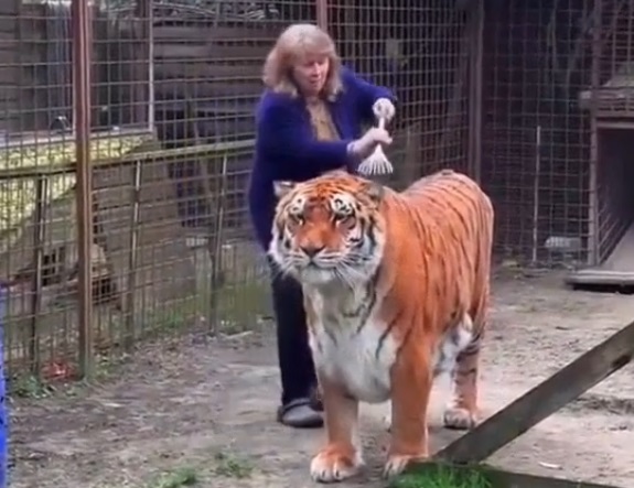 женщина вычесывает тигра