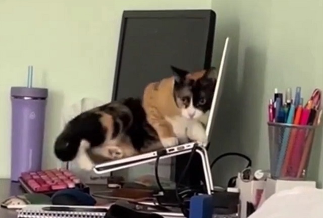 кот лежит на ноутбуке