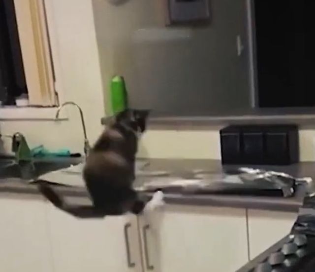 кот прыгнул