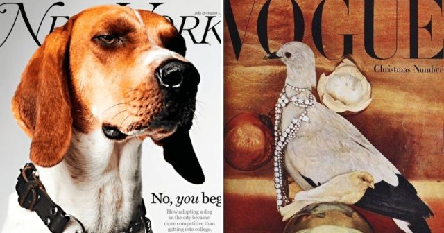 Глянцевые журналы, обложки которых украсили не супермодели и звезды, а животные