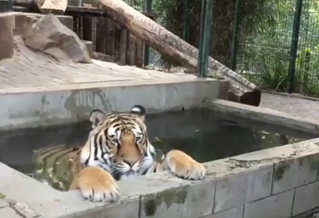 тигр в бассейне
