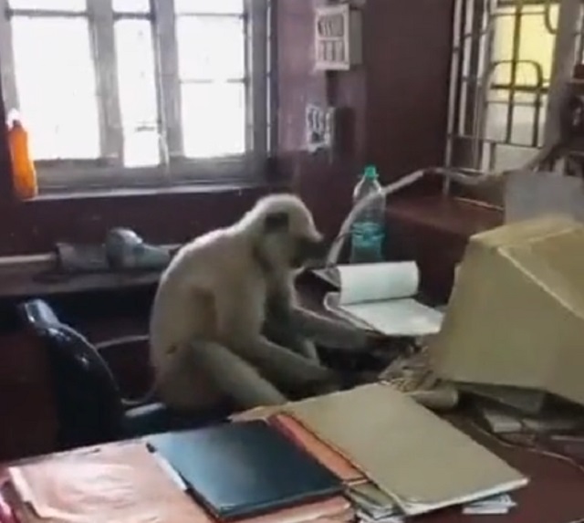 обезьяна в офисе