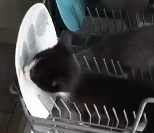 котенок в посудомойке