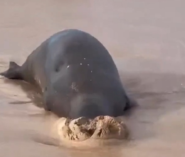 тюлень зарывается в песок