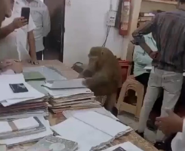 обезьяна в офисе