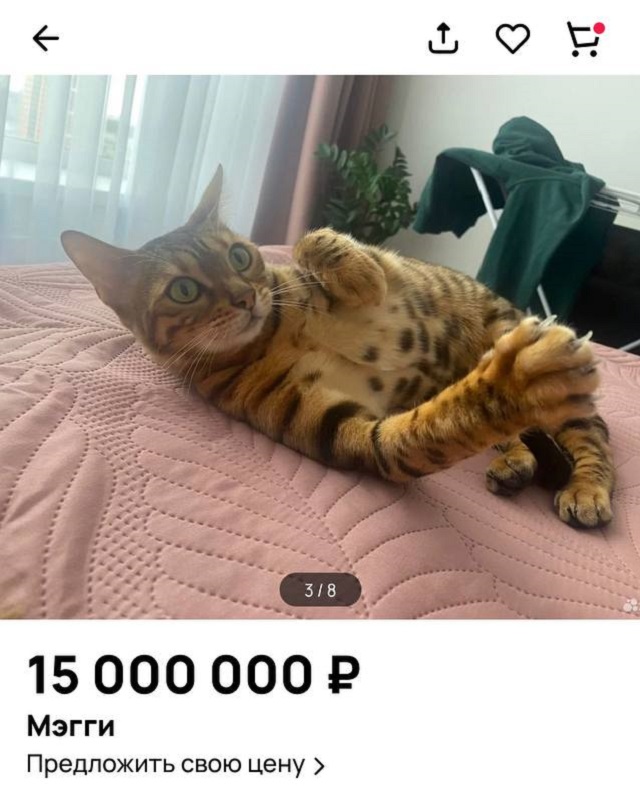 В Подмосковье продают бенгальскую кошку за 15 миллионов рублей