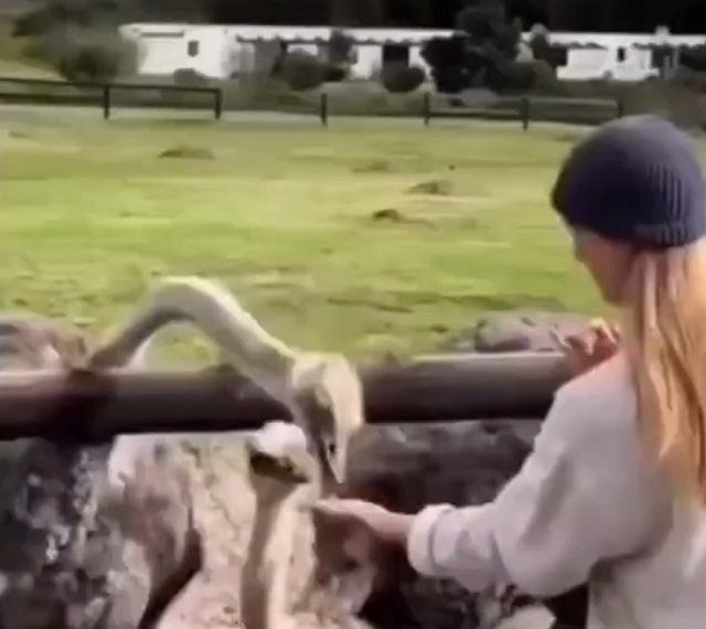 девушка кормит страуса