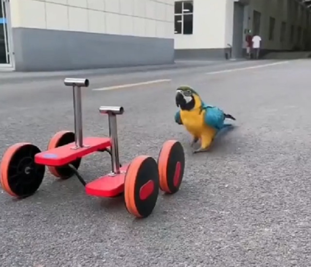 "Велосипед" для попугая