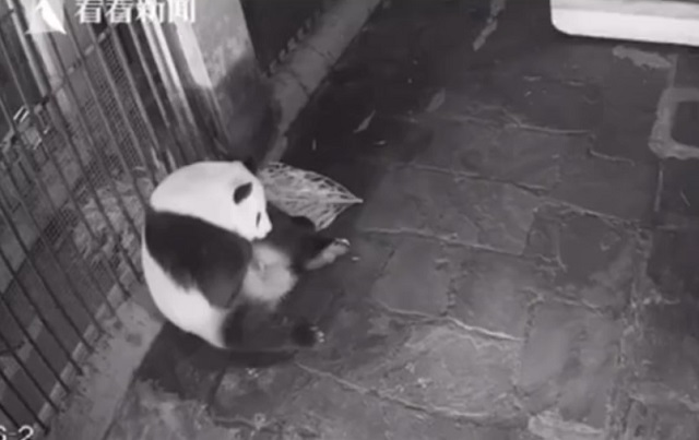 панда