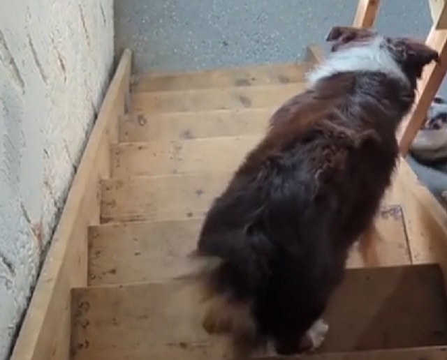 собака на лестнице