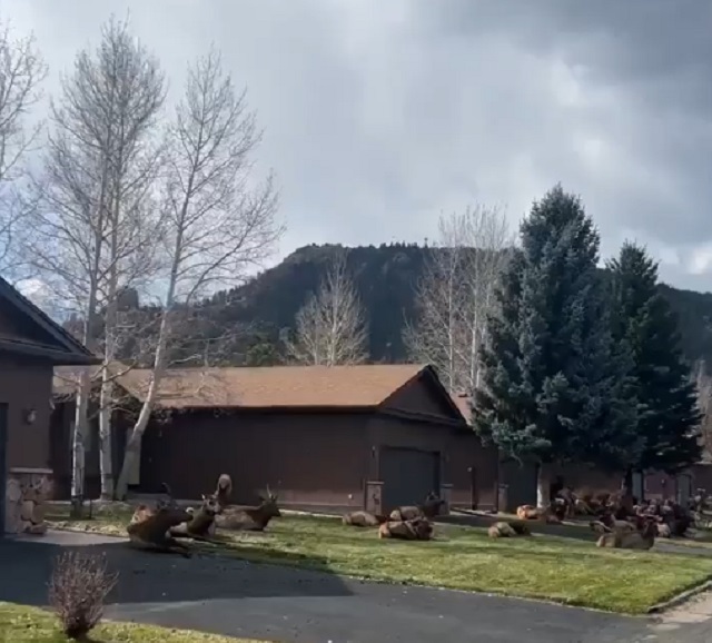 Нашествие оленей в Колорадо