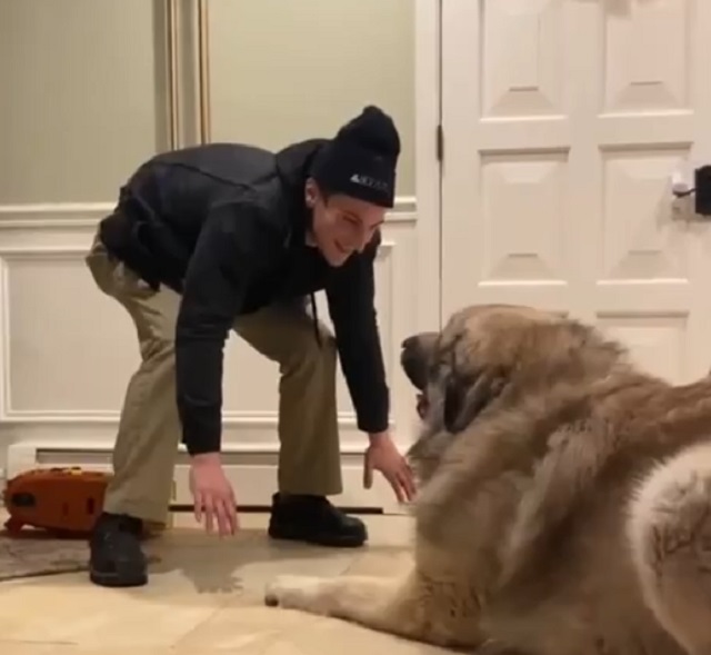 парень и собака