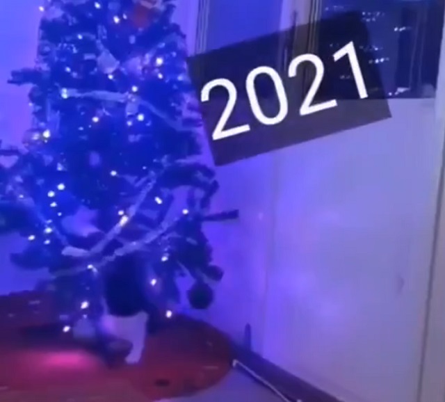 новогодние елки и коты
