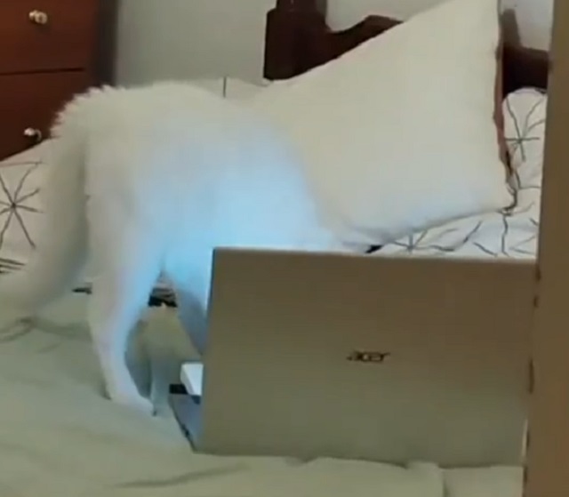 кот на ноутбуке