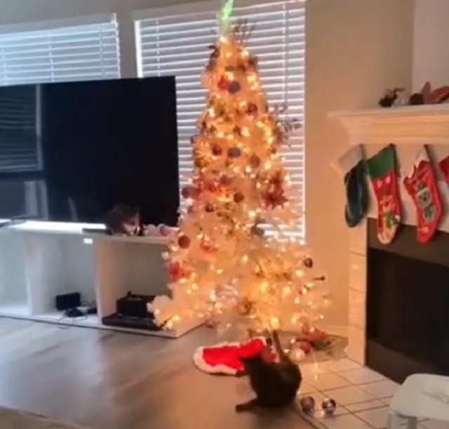 новогодняя елка и кот