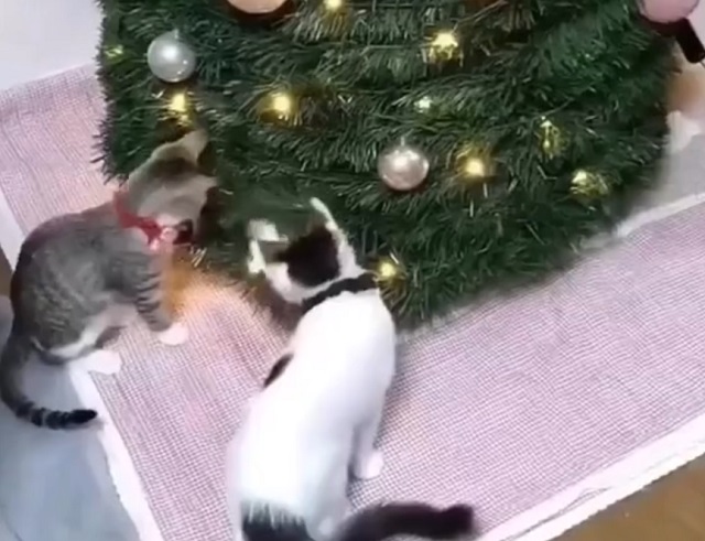 коты возле елки