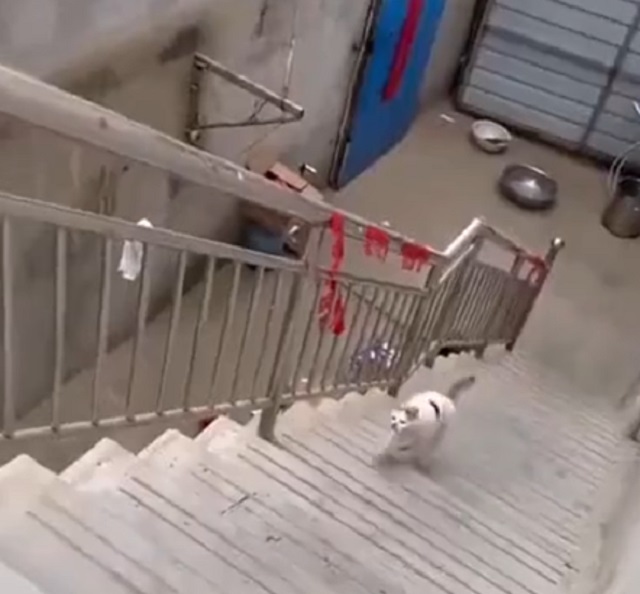 кот на лестнице
