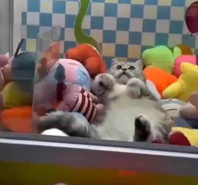 кот в автомате с игрушками