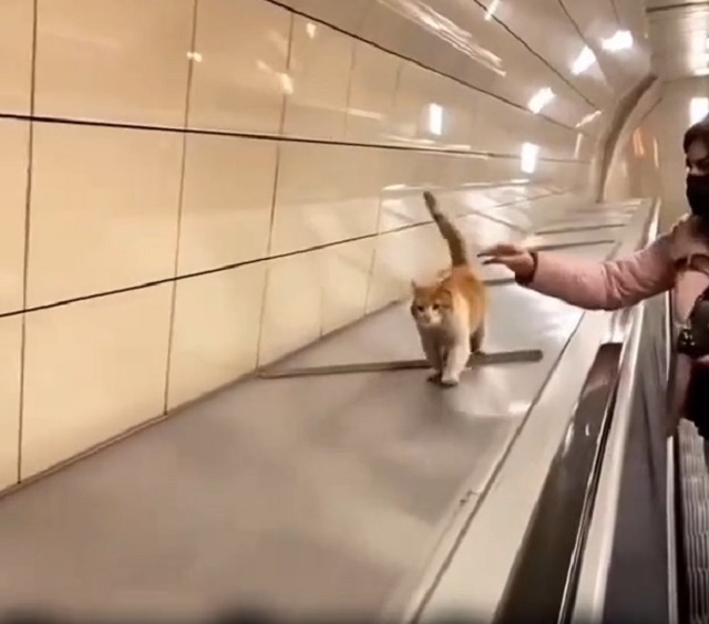 кот в метро