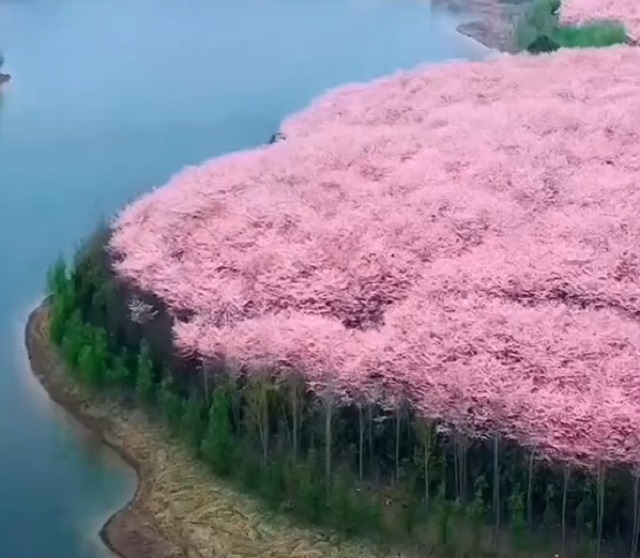 самый большой сад сакуры в мире