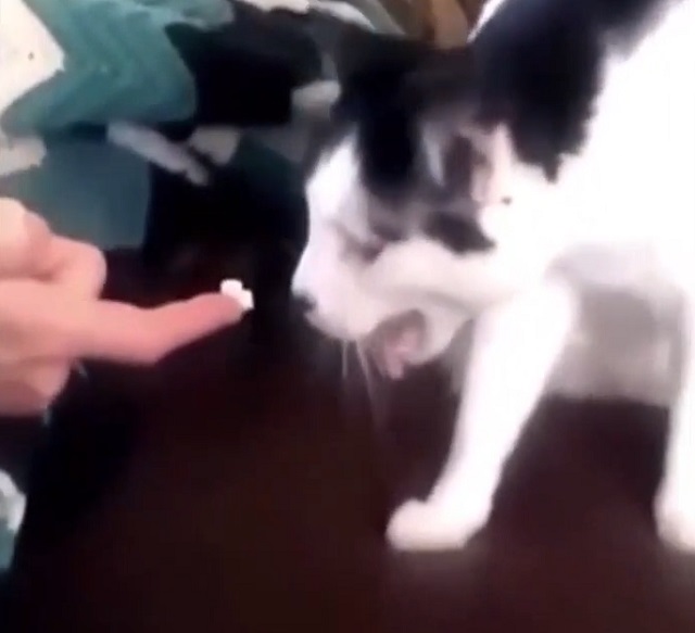 Как коты реагируют на дуриан