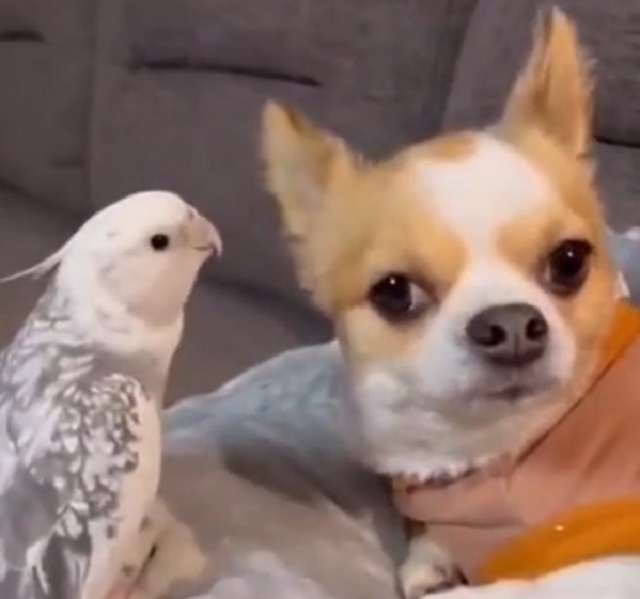 собака и попугай