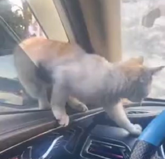 кот залазит в машину