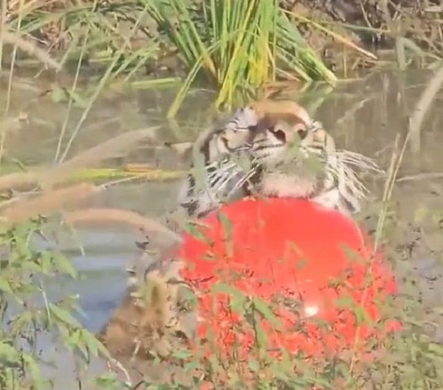 Тигр купается с мячом