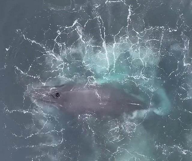 Пара горбатых китов нарисовали в океане спираль Фибоначчи