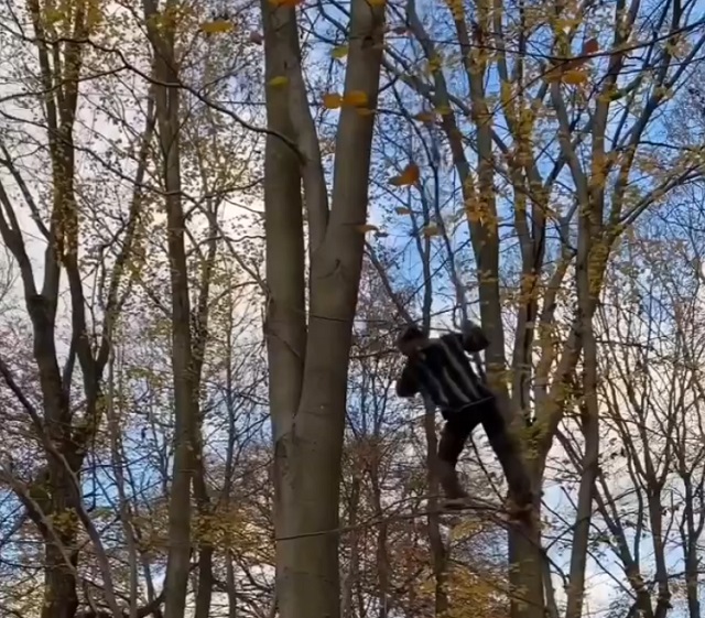 парень на дереве