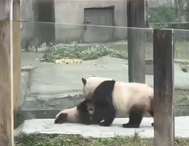 панды