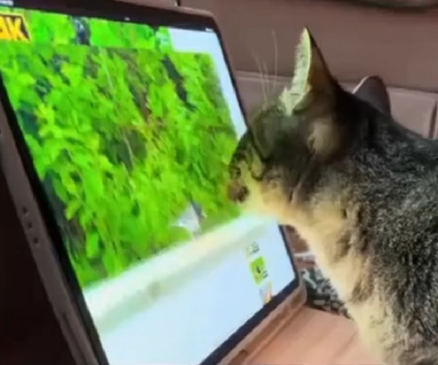 Кот научился пользоваться планшетом