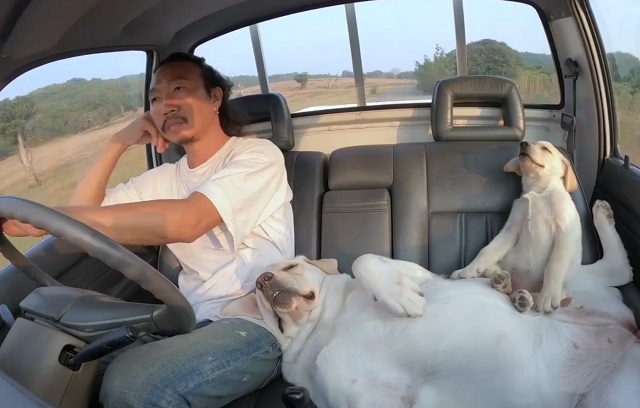 парень едет на машине вместе со своими собаками