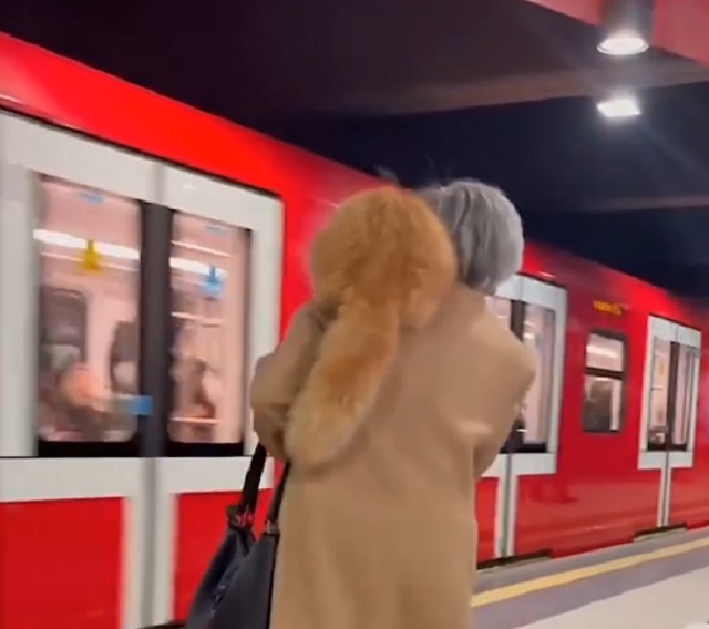 бабушка и ее рыжий кот в метро