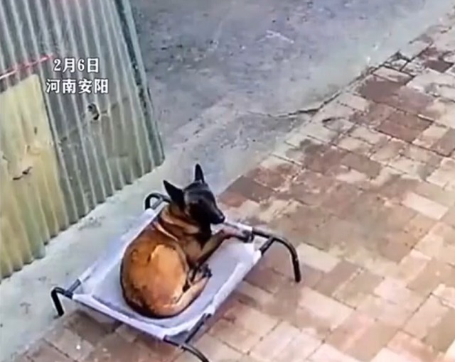 собака в лежанке