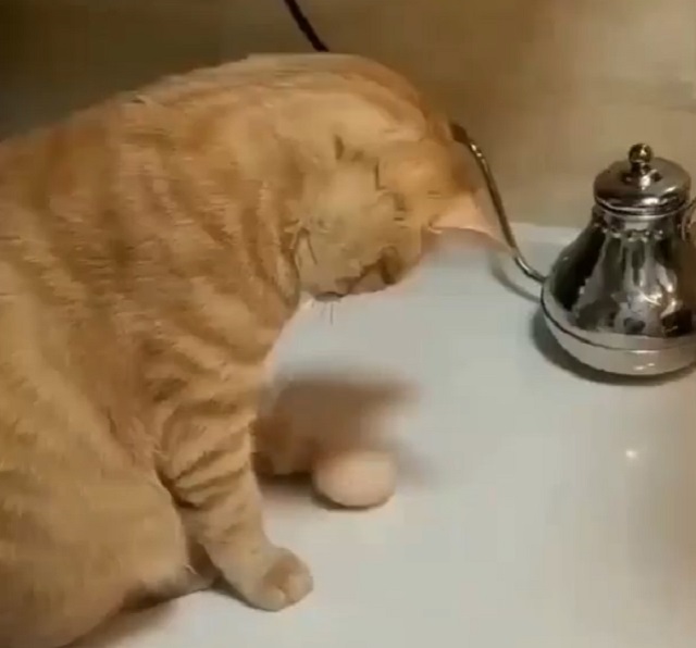 кот играет с яйцом