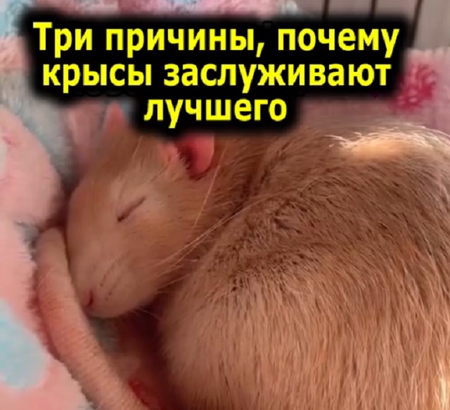 крыса спит
