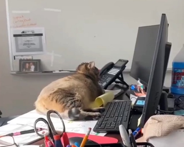 кот лежит на рабочем столе