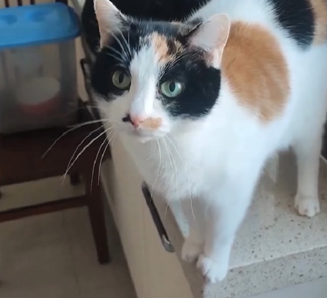 кот на кухне