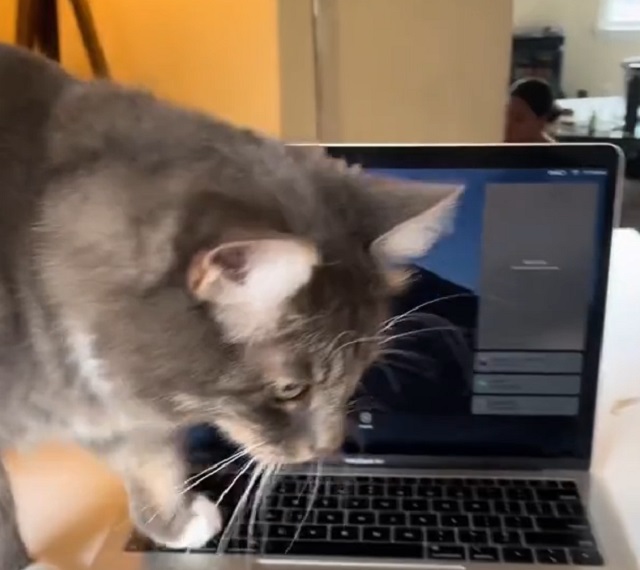 кот стоит на ноутбуке