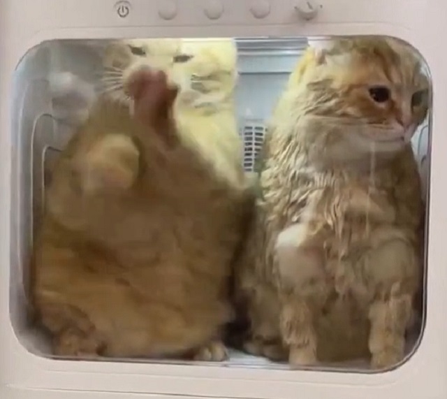рыжие коты