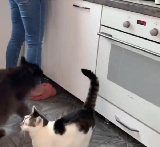 коты на кухне