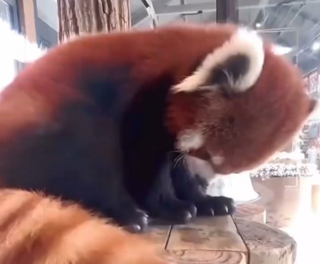 красная панда