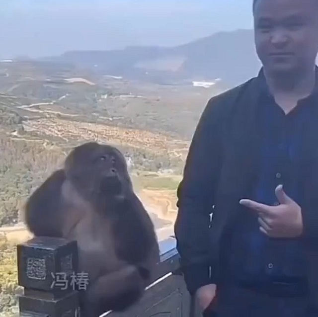 фото с обезьяной