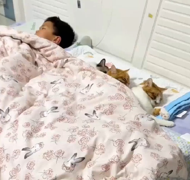 коты спят в кровати