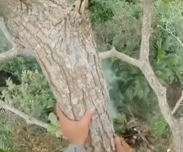 парень залез на дерево