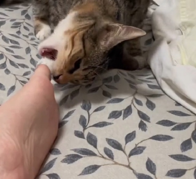 кот кусает палец