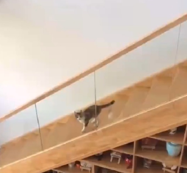 кот на лестнице