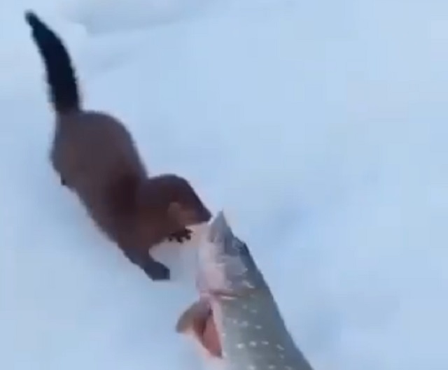 норка тащит рыбу